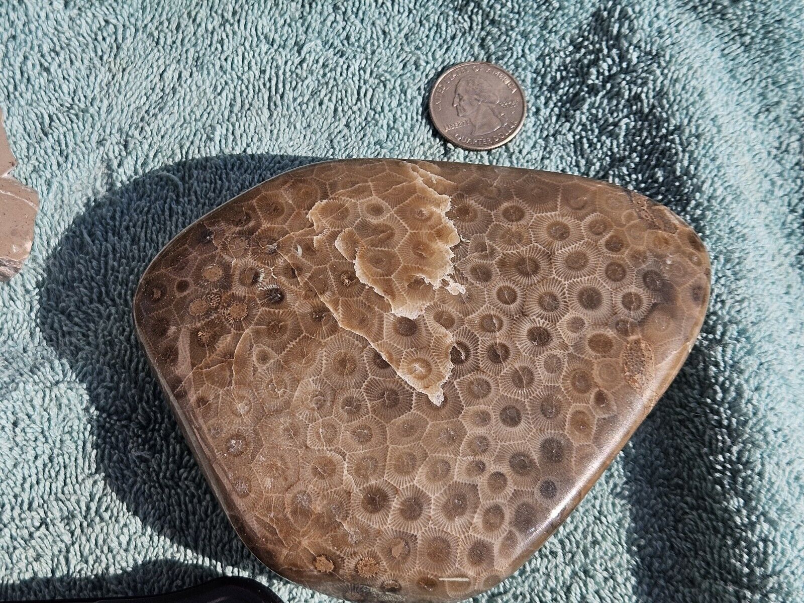Petoskey Stone Hand Polished Hexagonaria Fossil 22.64oz Monster Unique