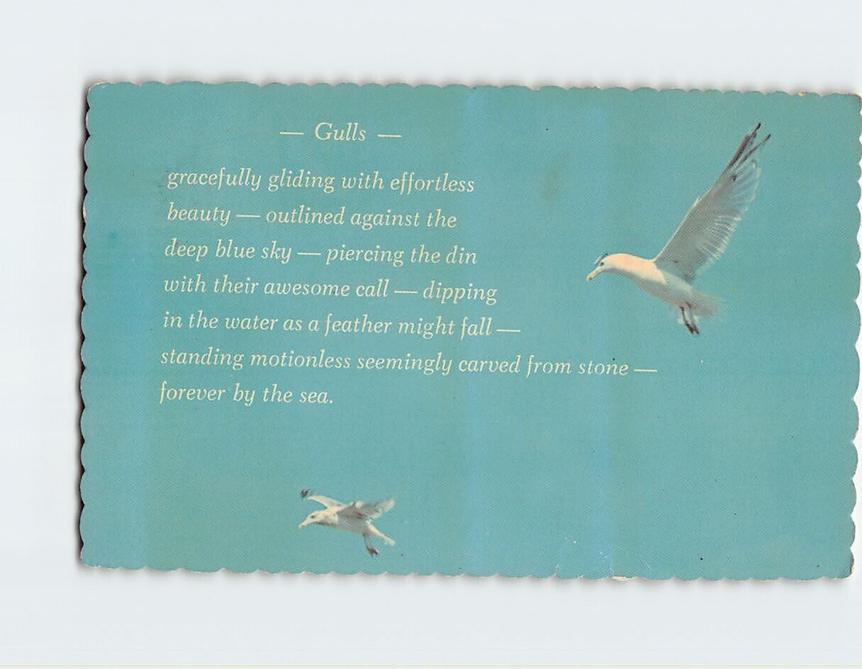 Postcard Sea Gulls