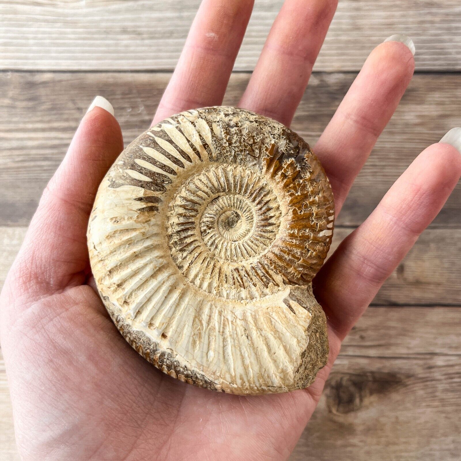 Ammonite (White) Fossil Polished; 132 g Authentic Real
