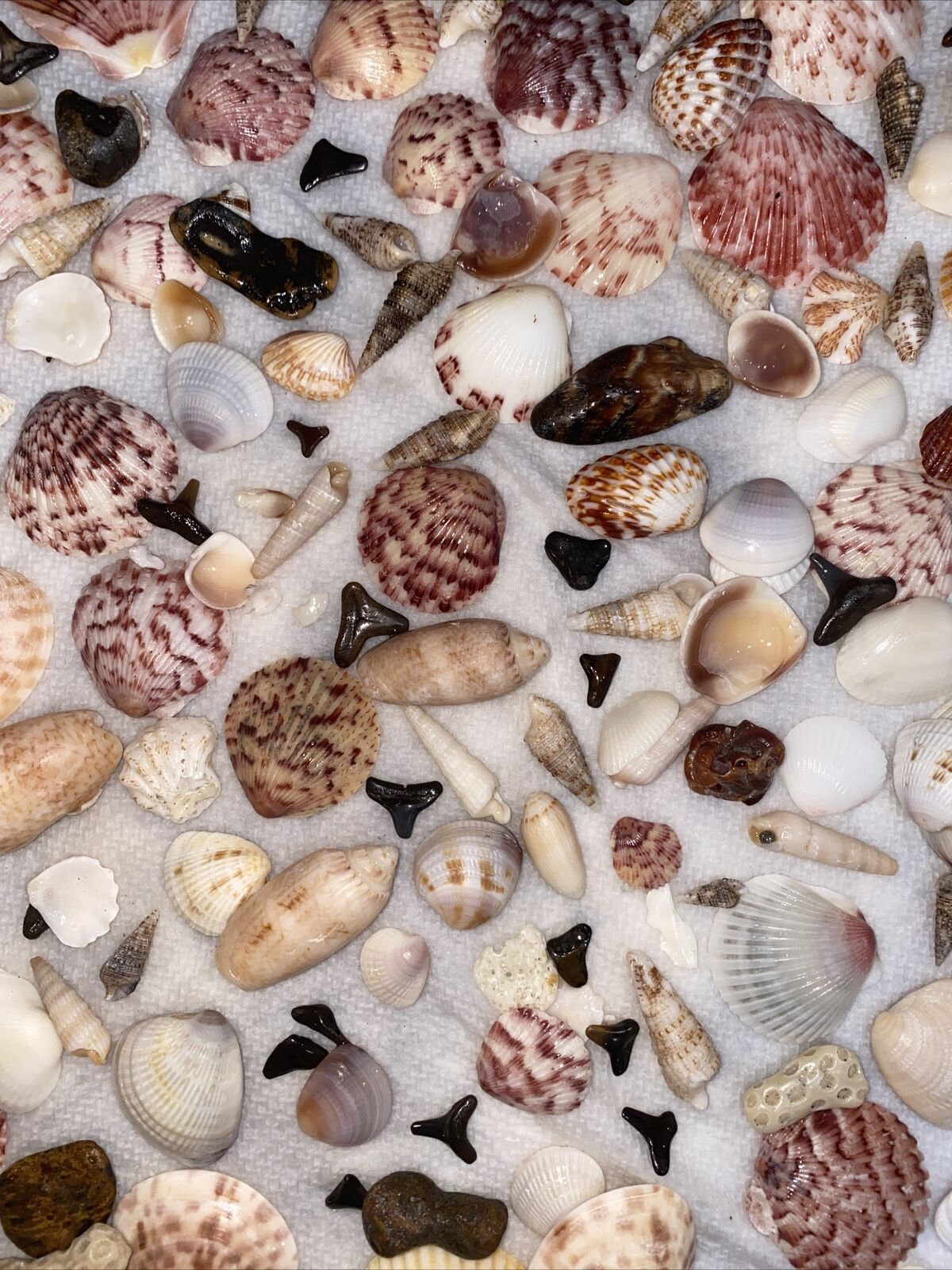 50+ Florida Seashells From The Gulf Coast Beaches Stunning Handpicked