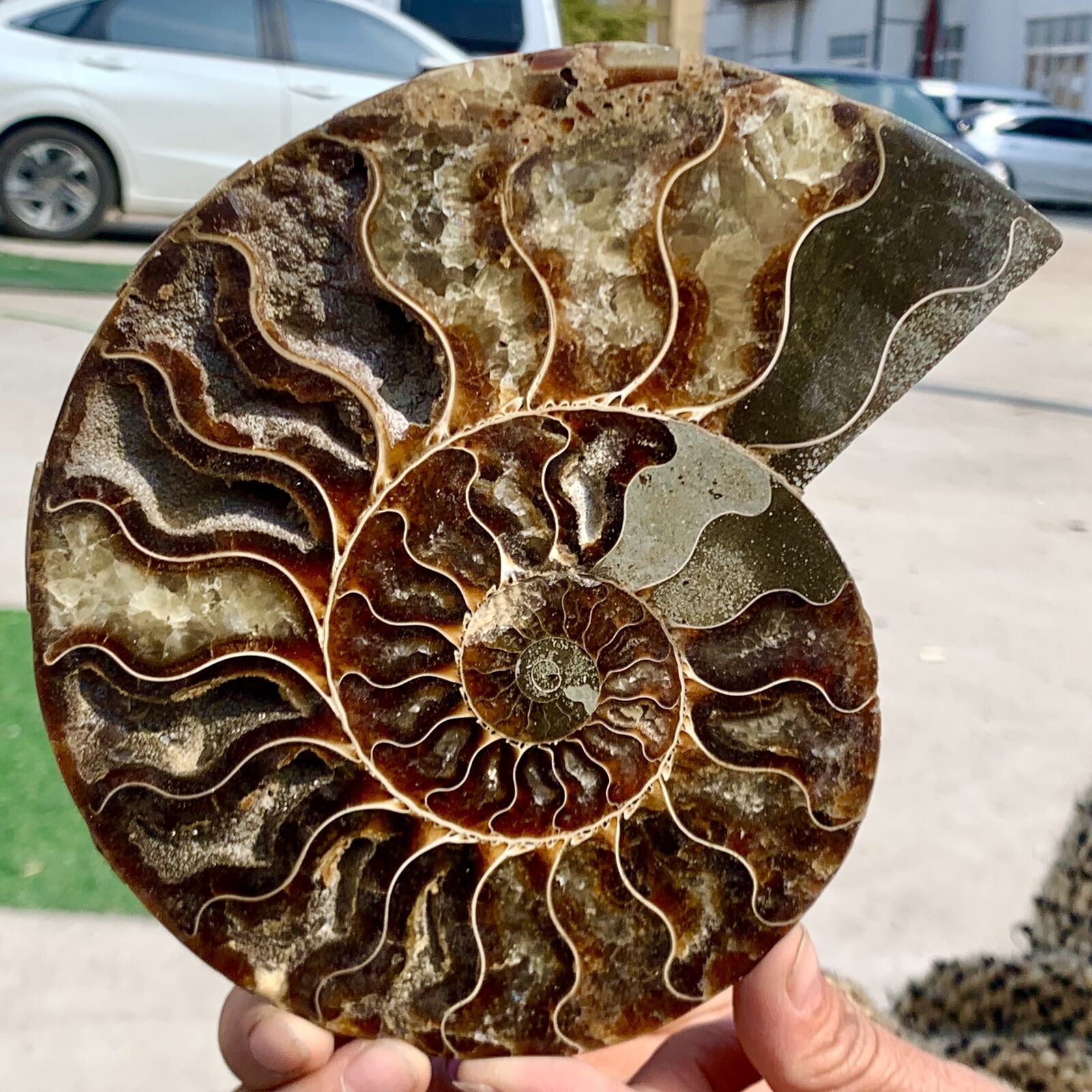 1.32LB Rare Natural Tentacle Ammonite FossilSpecimen Shell Healing Madagascar