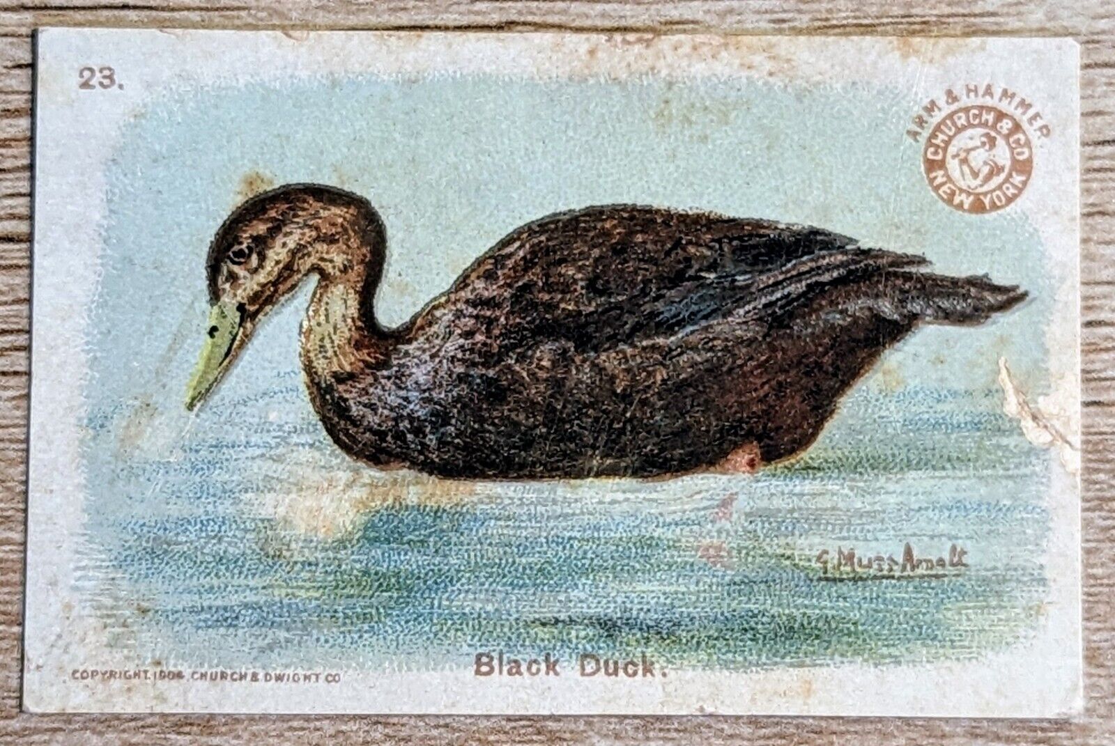 1904 J3a Church & Co Arm & Hammer Game Bird Series Black Duck SMALL Card #23