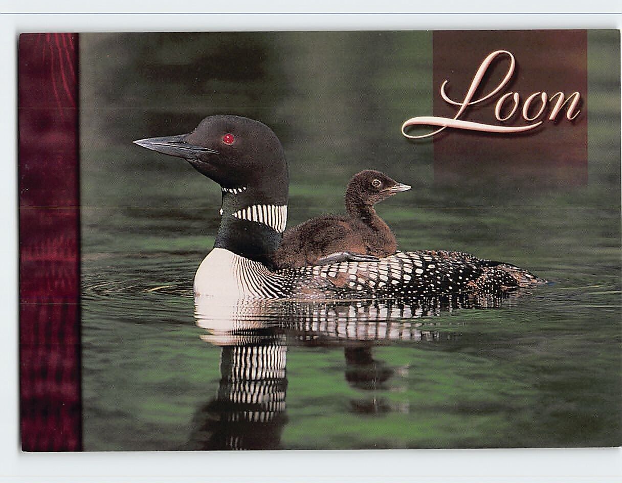 Postcard Common Loon