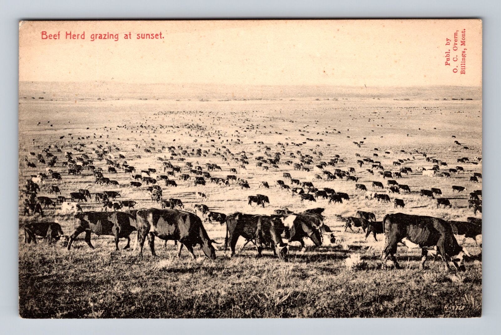 Billings MT- Montana, Beef Herd Grazing At Sunset, Antique, Vintage Postcard