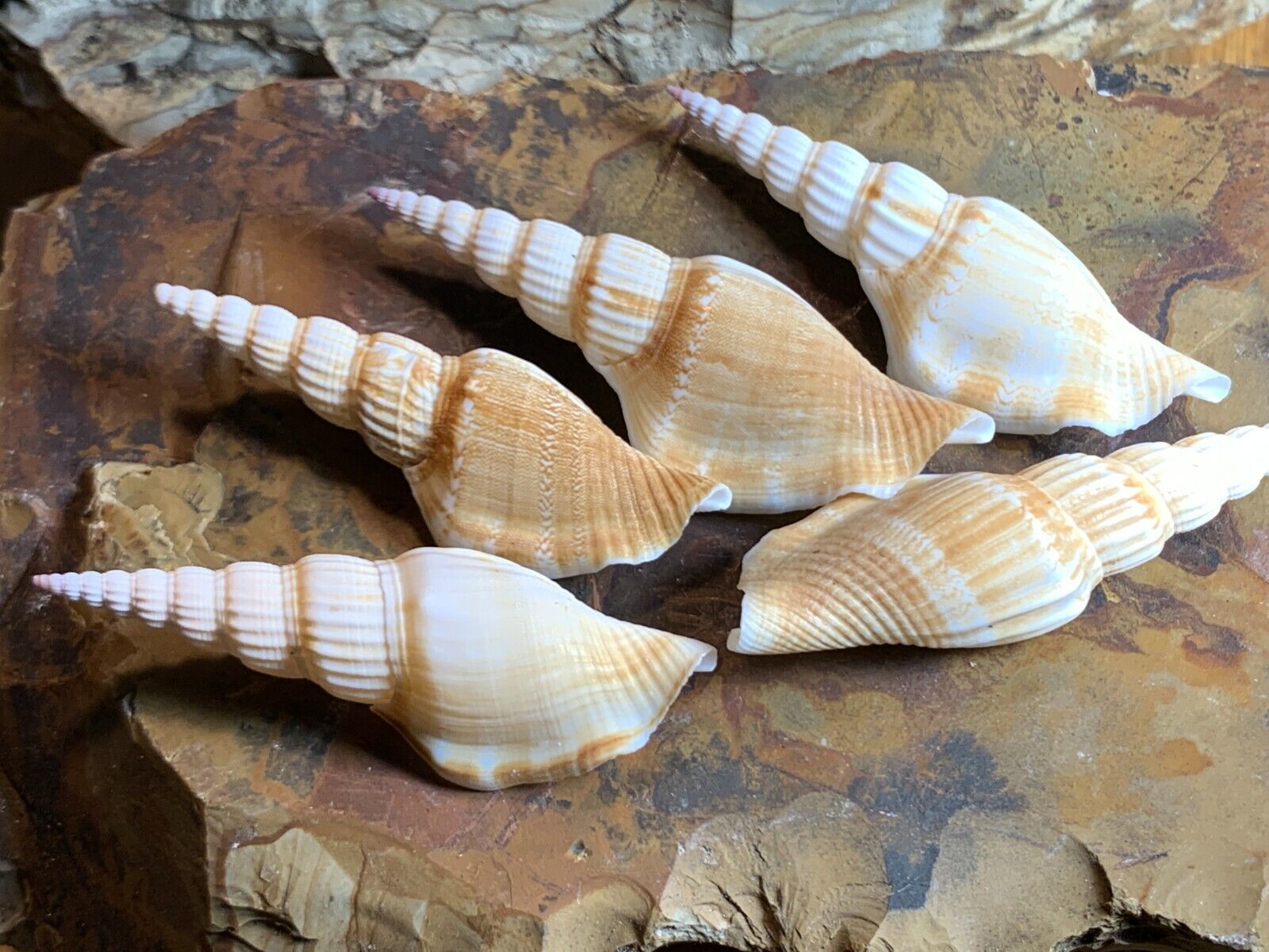 5 Shells Strombus Doxander Vittatus Seashells Conch 