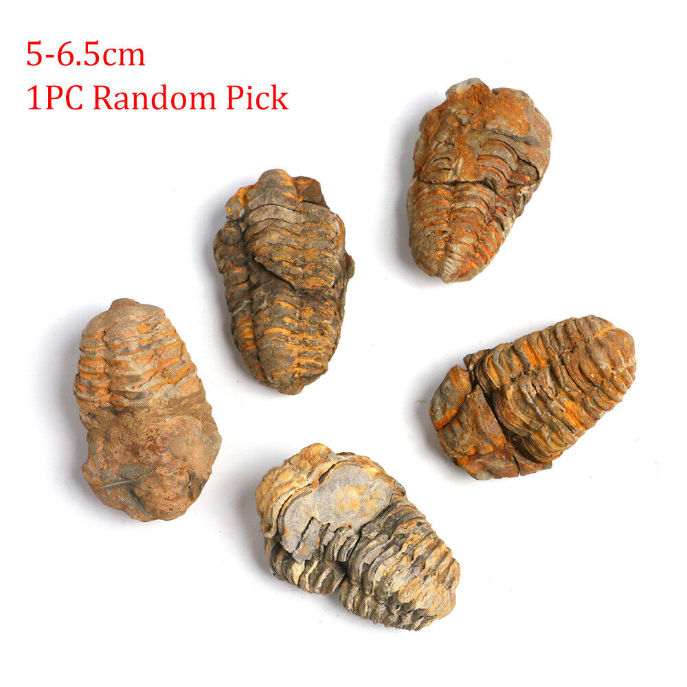 Natural Moroccan Trilobite Fossils Complete Original Stone Paleontology Animals
