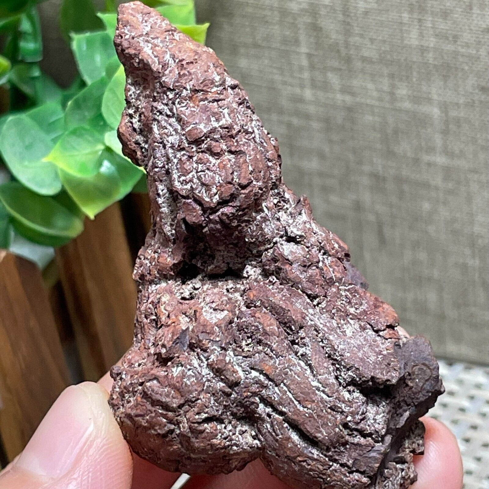 Rare Fecal Dinosaur Coprolite Dung Poop Rough Mineral Specimen 73g A54