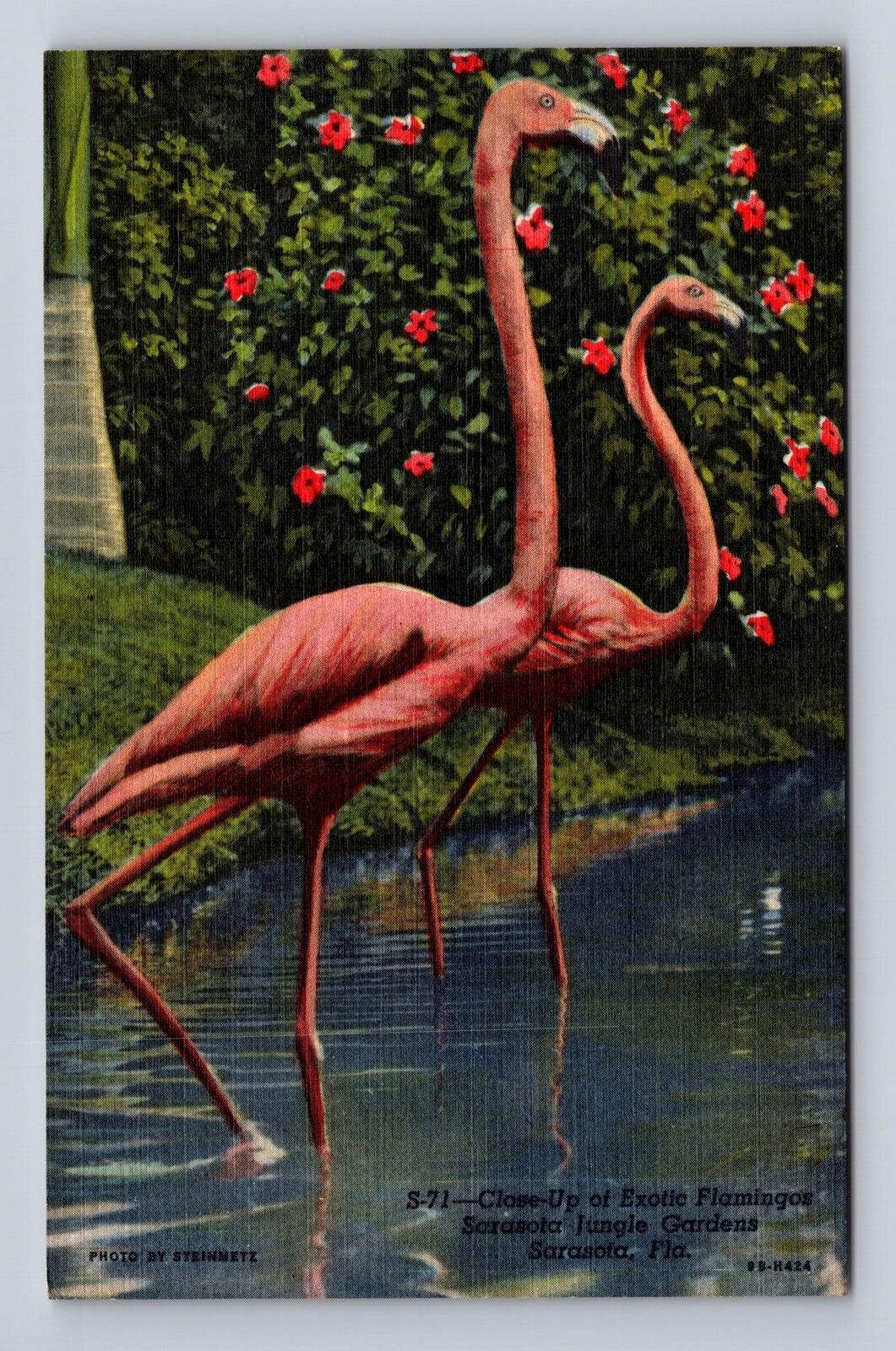 Sarasota FL-Florida, Exotic Flamingos, Sarasota Jungle Gardens Vintage Postcard