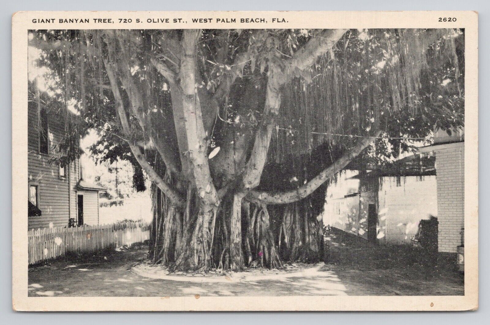 Postcard Giant Banyan Tree Olive St West Palm Beach Florida