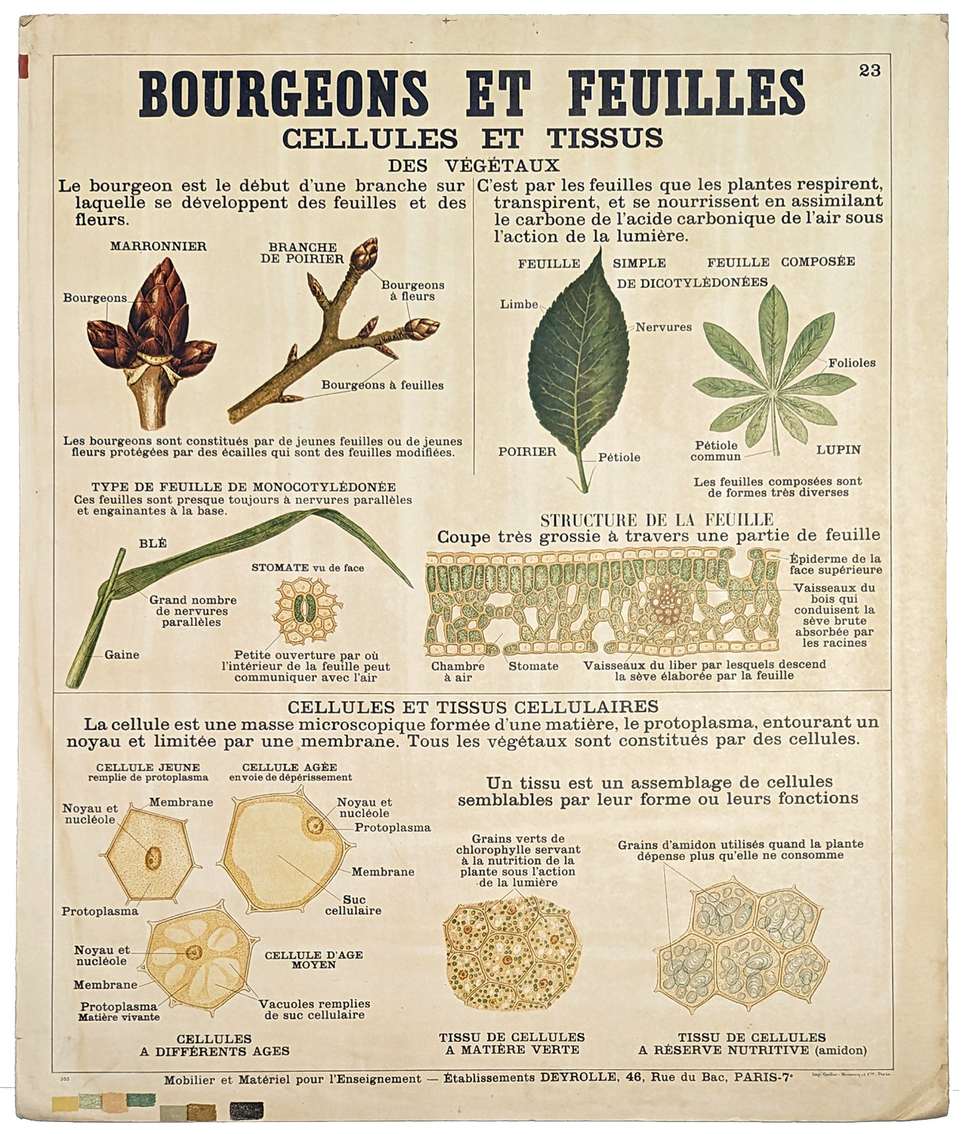Botanical Deyrolle Poster **VINTAGE ORIGINAL