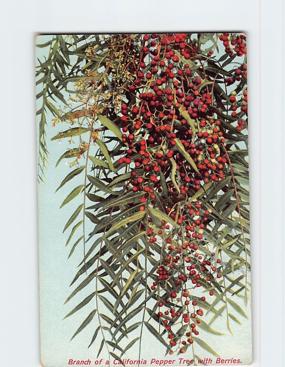 Postcard Branch of California Pepper Tree with Berries California USA