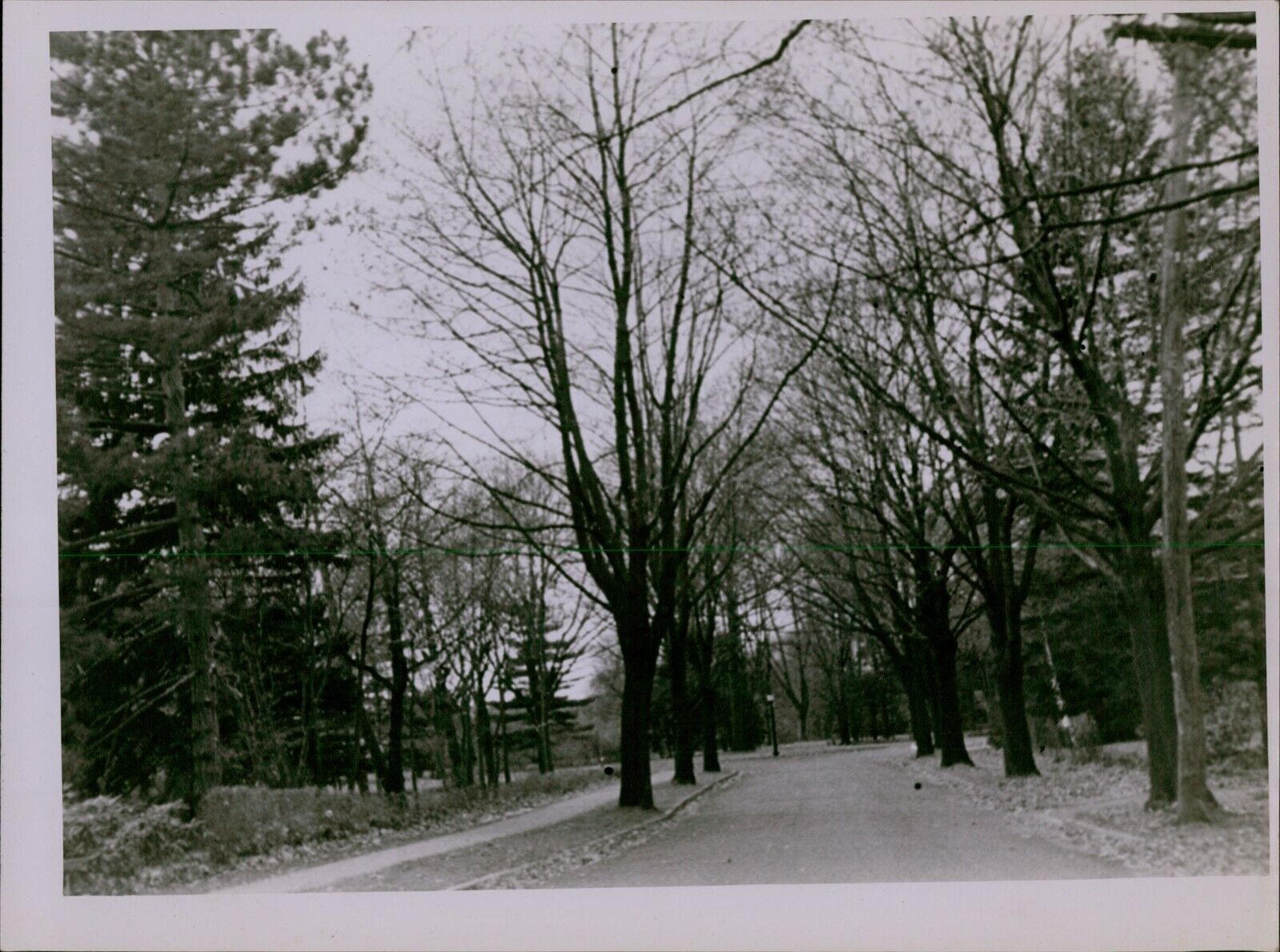 GA58 Original Photo BEAUTIFUL TREE LINED STREET Small Town USA Picturesque View