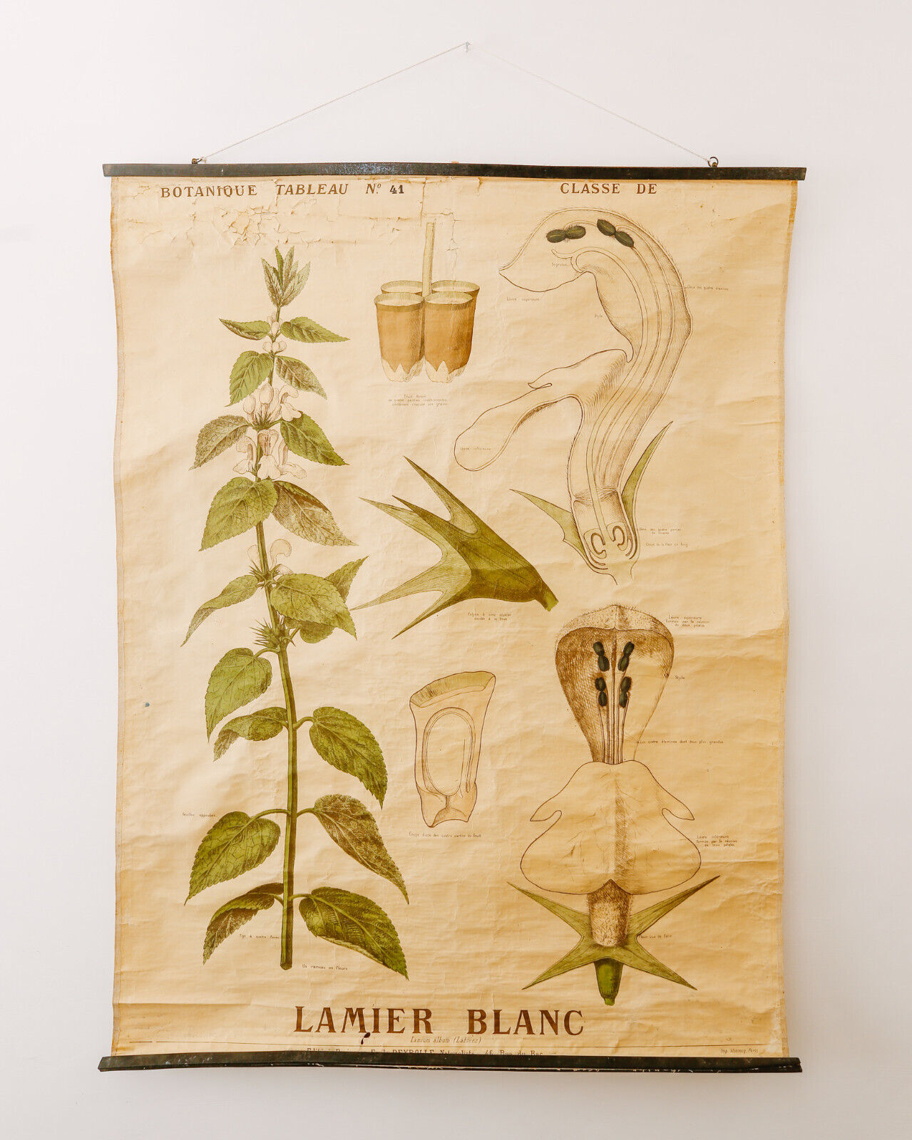 VINTAGE ANTIQUE BOTANICAL FRENCH SCHOOL WALL CHART DEYROLLE WHITE NETTLE