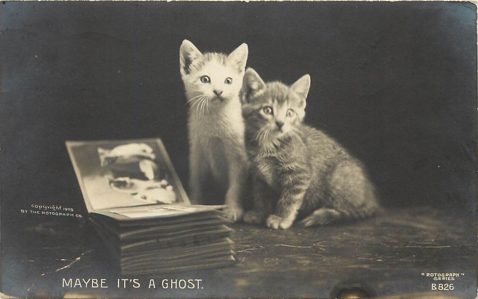 c1905 Rotograph Cat RPPC B-826 Cute Kittens & Photo Album 