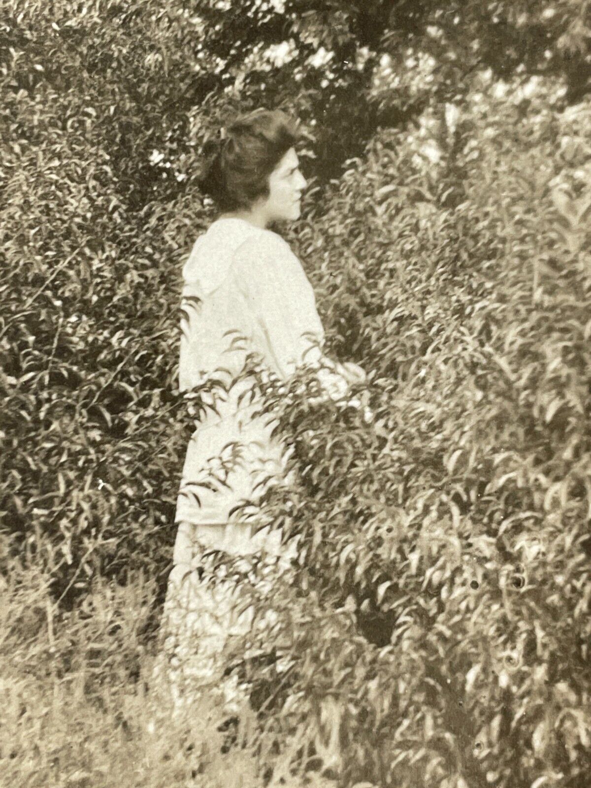 IF Photograph Pretty Woman In Country Finds Spots Bird Nest 1913 