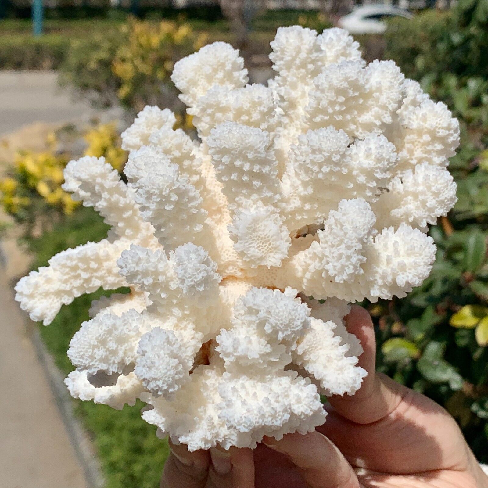 1.03LB Natural white coral reef Cluster Ocean Mineral Crystal Specimen