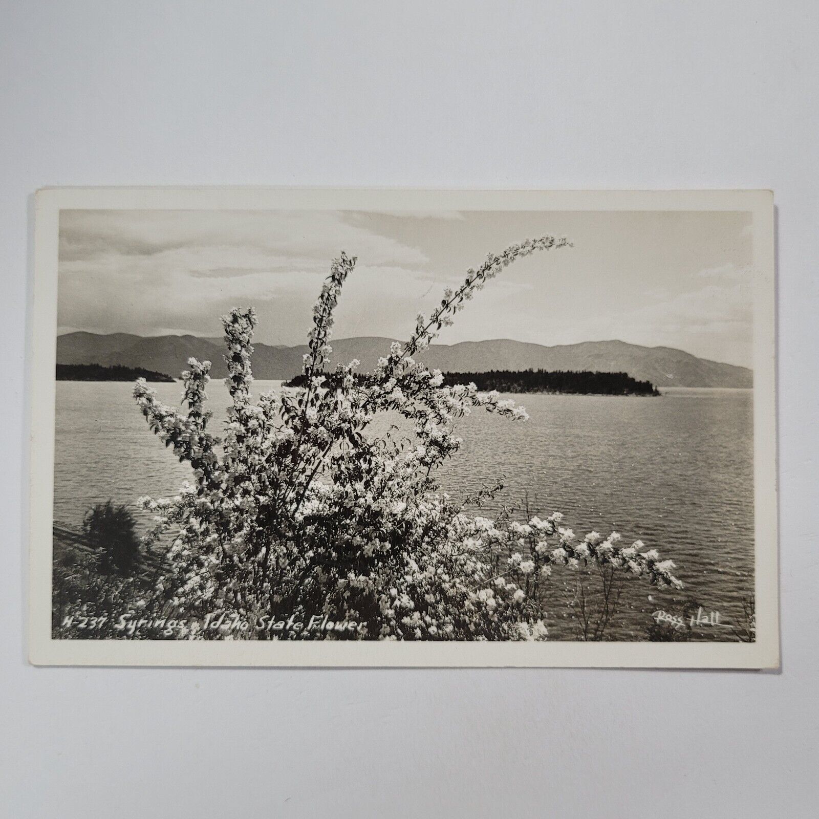 RPPC Idaho State Flower Syringa Ross Hall 1940s Postcard Flowers Lake Mountains