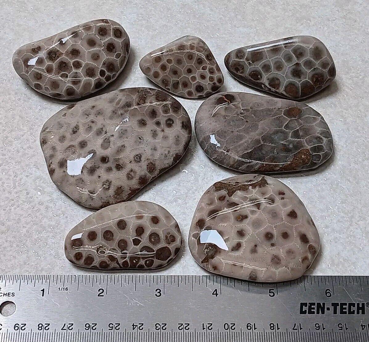 7 one-sided Petoskey Stone Unpolished Rock Lot of Michigan Coral Fossils 