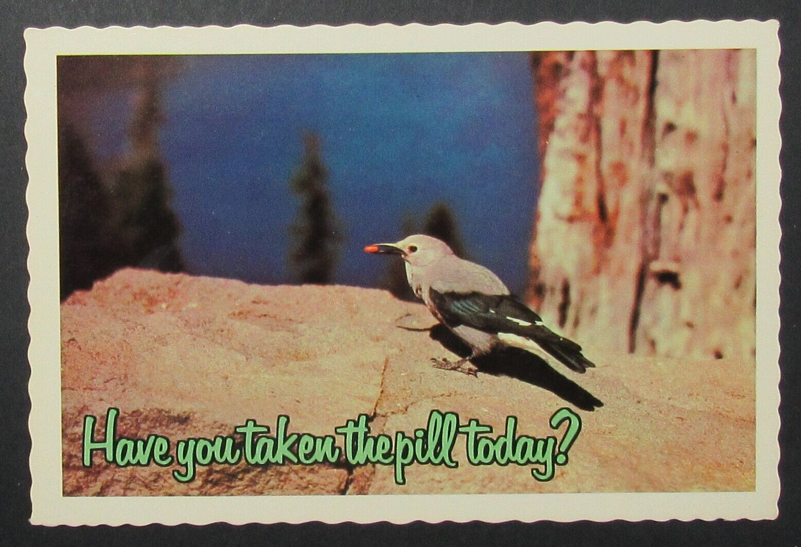 Bird Have You Taken the Pill Today Vintage Comic Postcard Unposted 
