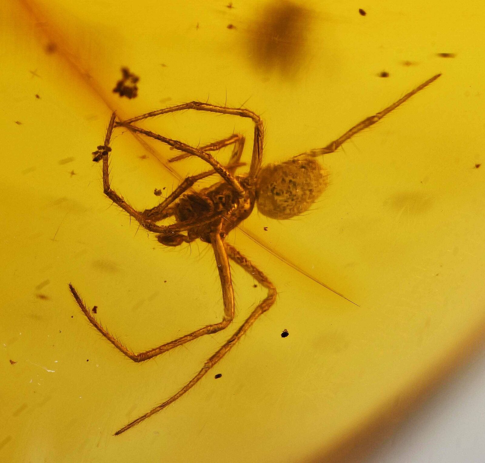 Detailed Araneae: Araneida (Spider), Fossil Inclusion in Dominican Amber