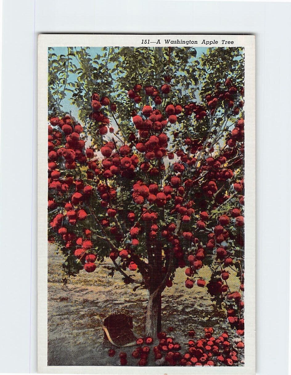 Postcard A Washington Apple Tree