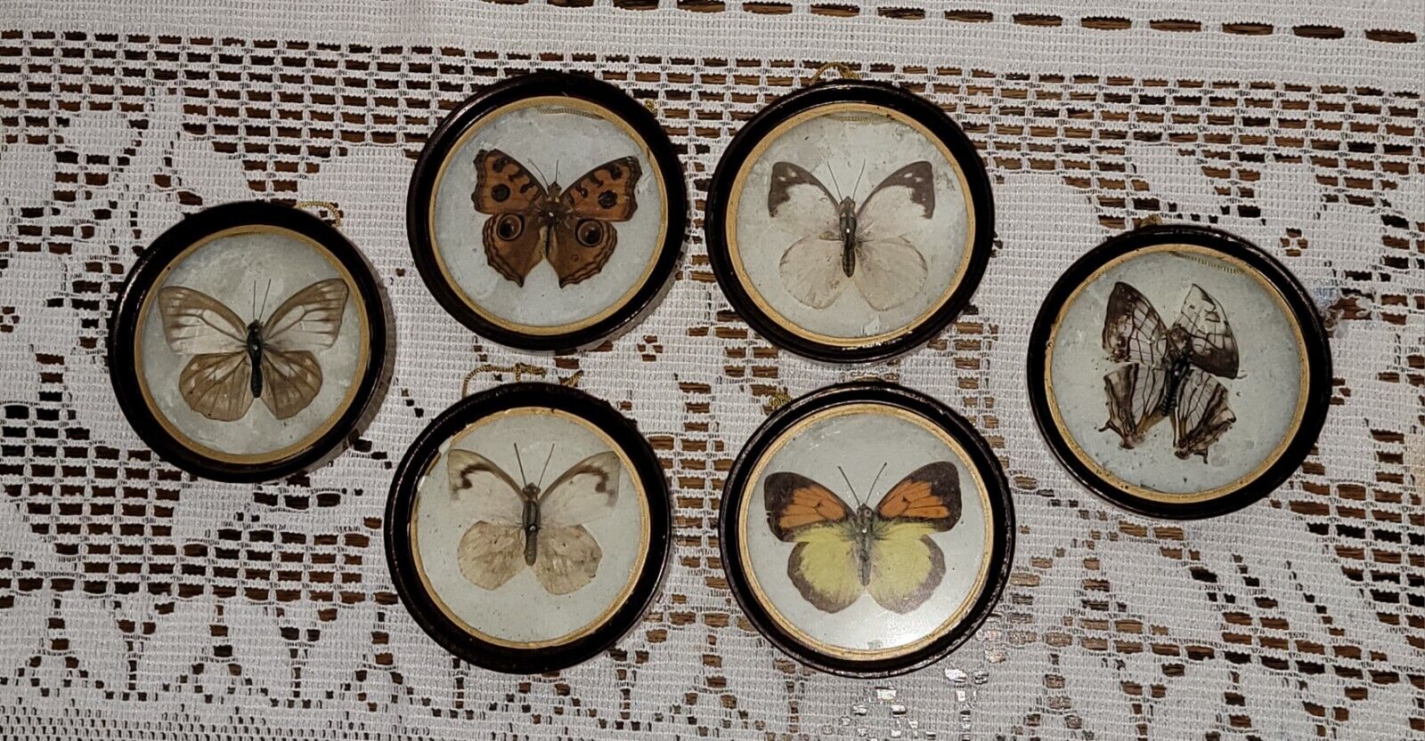 Vintage Mid Centry Enesco Taxidermy Butterflies - Framed ( SET OF 6 )