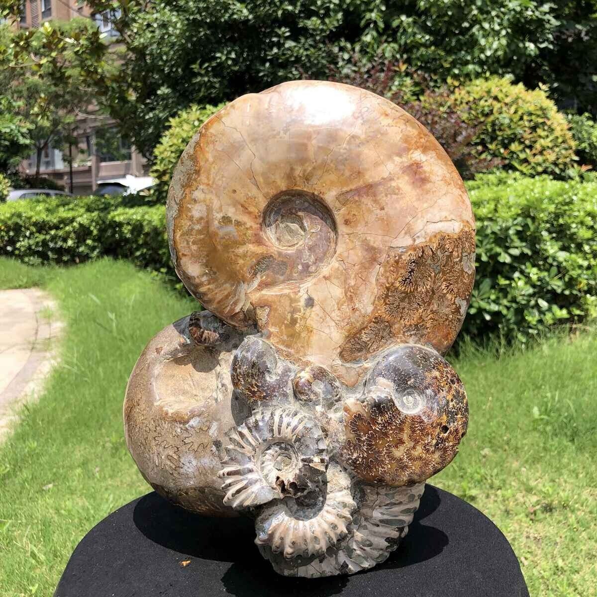 15.79LB TOP Natural Beautiful ammonite fossil conch Crystal specimen healing1571