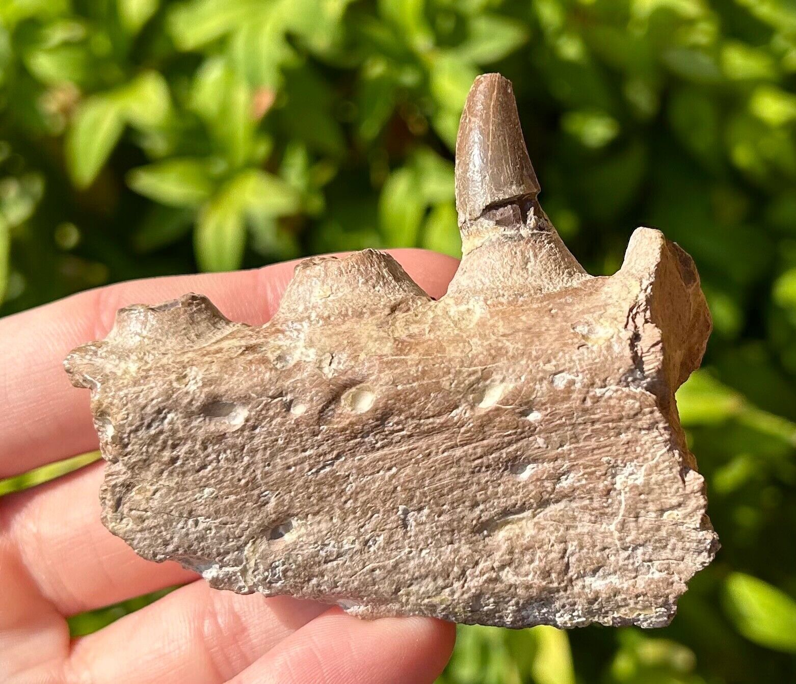 SUPERB Alabama Fossil Mosasaur Jaw with Two Teeth Cretaceous Age Dinosaur Tooth