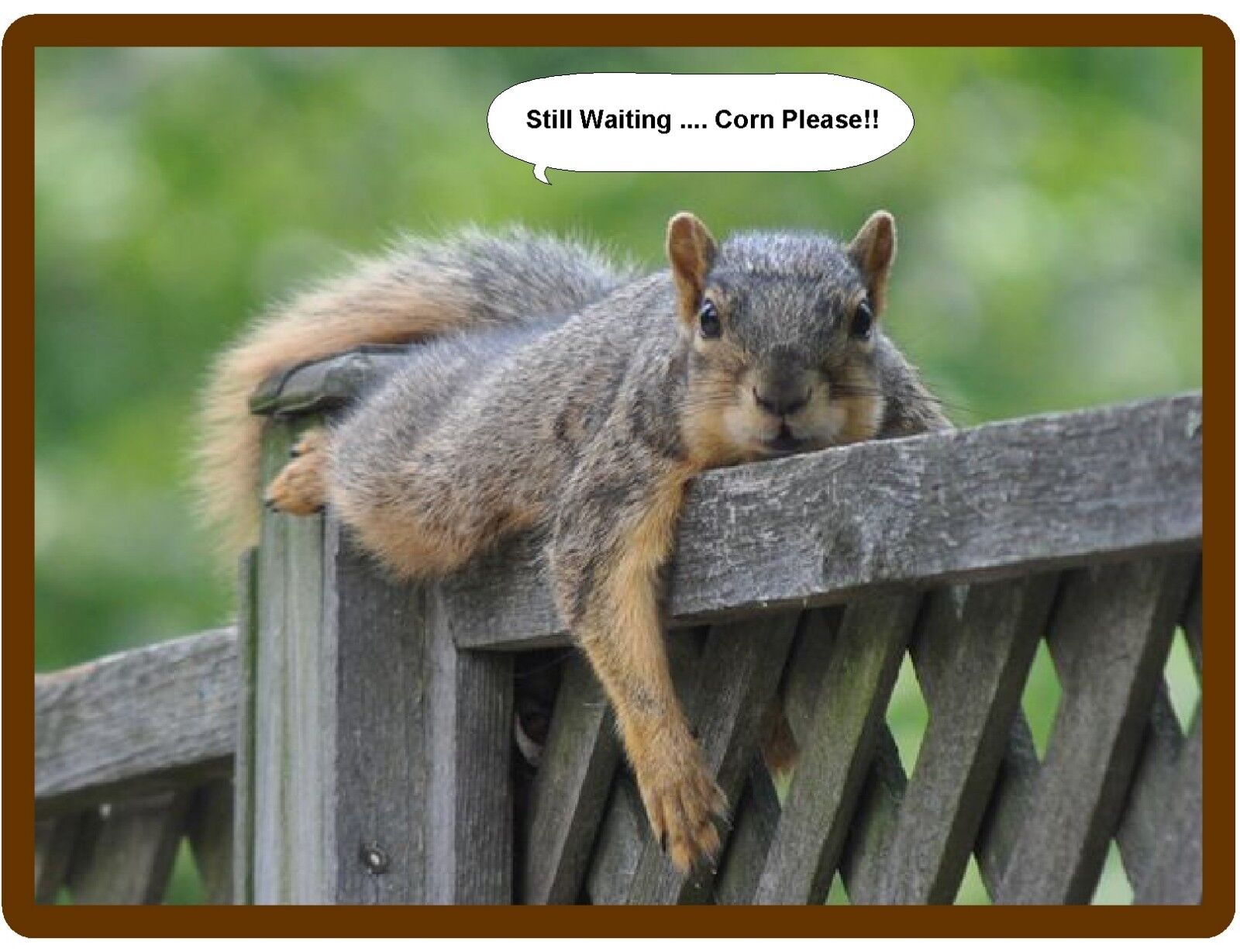 Funny Squirrel Treats .. Still Waiting  Refrigerator / Tool Box /  Magnet 