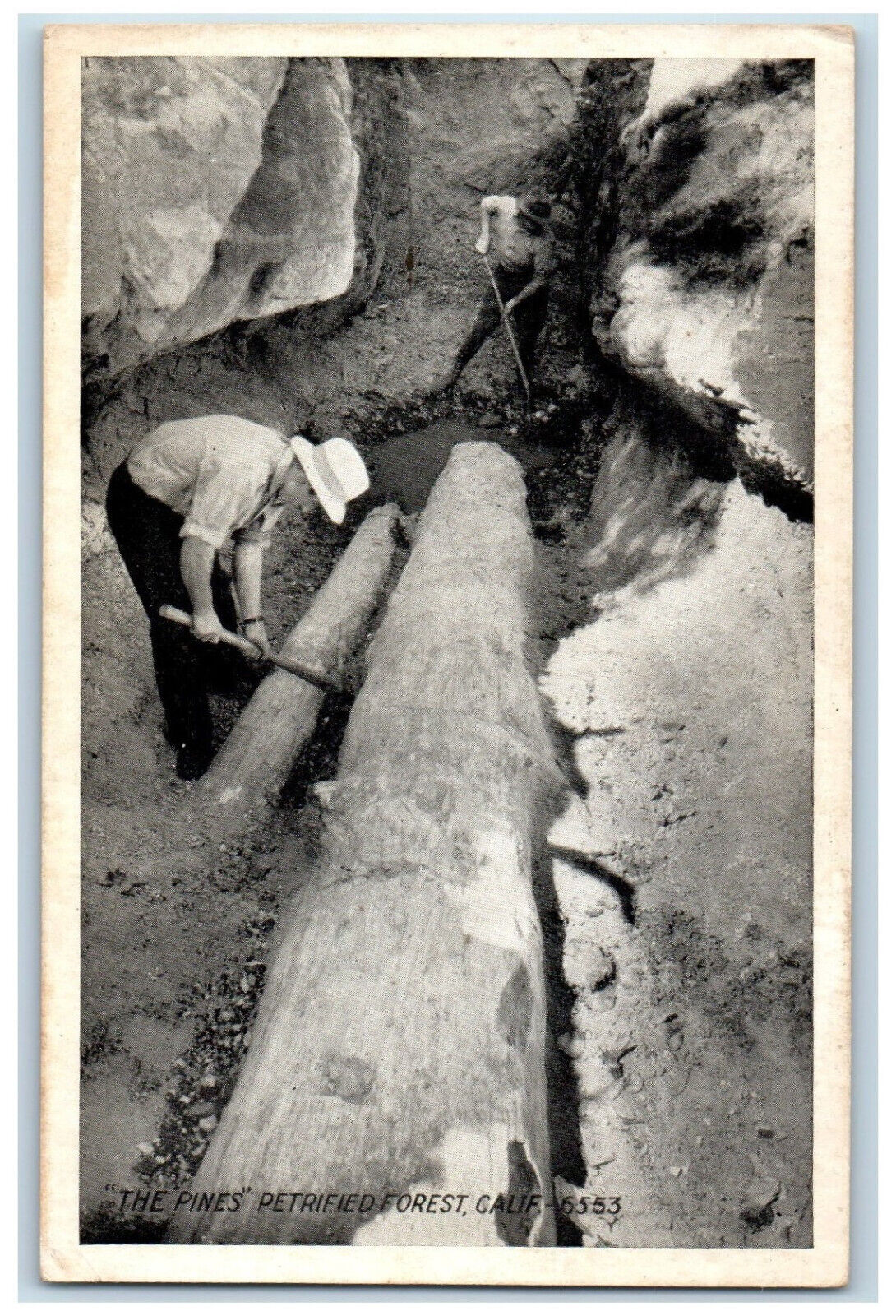 The Pines Petrified Forest Geologists Scene California CA Vintage Postcard