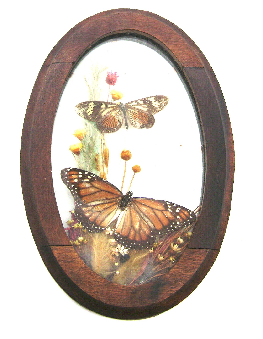 Vintage Encased Butterflies Under Glass in Walnut Frame