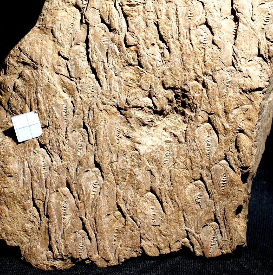 Big very detailed old Lepidodendron lycopod scaly-tree trunk fossil plant 
