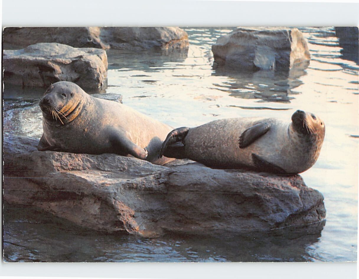 Postcard Harbor seals, Naitonal Aquarium In Baltimore, Maryland
