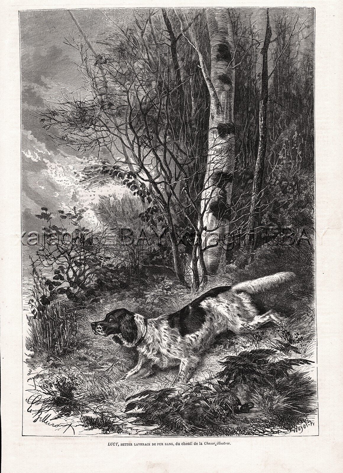 Dog Llewelin Setter (Named & ID's), Rare Large 1870s Antique Engraving Print
