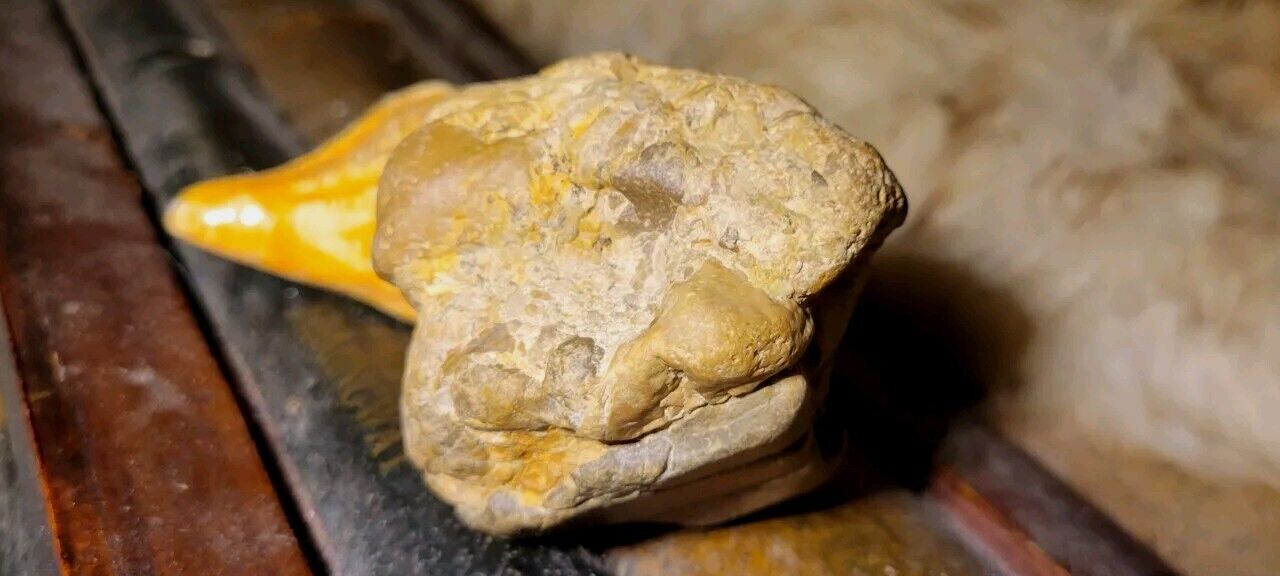 Fossil Turtle Skull Lake Erie Michigan 10oz