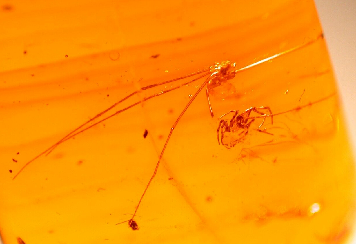 Pholcid Spider with Long Legs Insects in Dominican Amber Fossil Gemstone