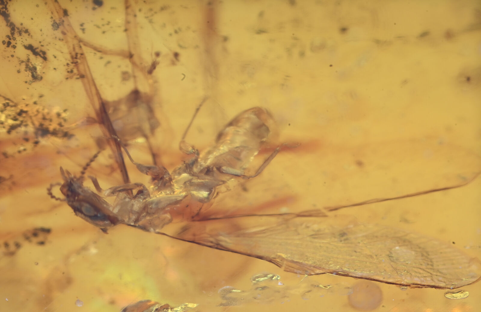Winged Isoptera (Termite), Fossil insect inclusion in Burmese Amber