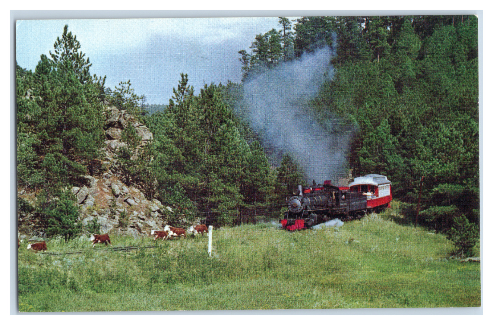 Postcard The 1880 Train Keystone, South Dakota chasing cattle Unposted
