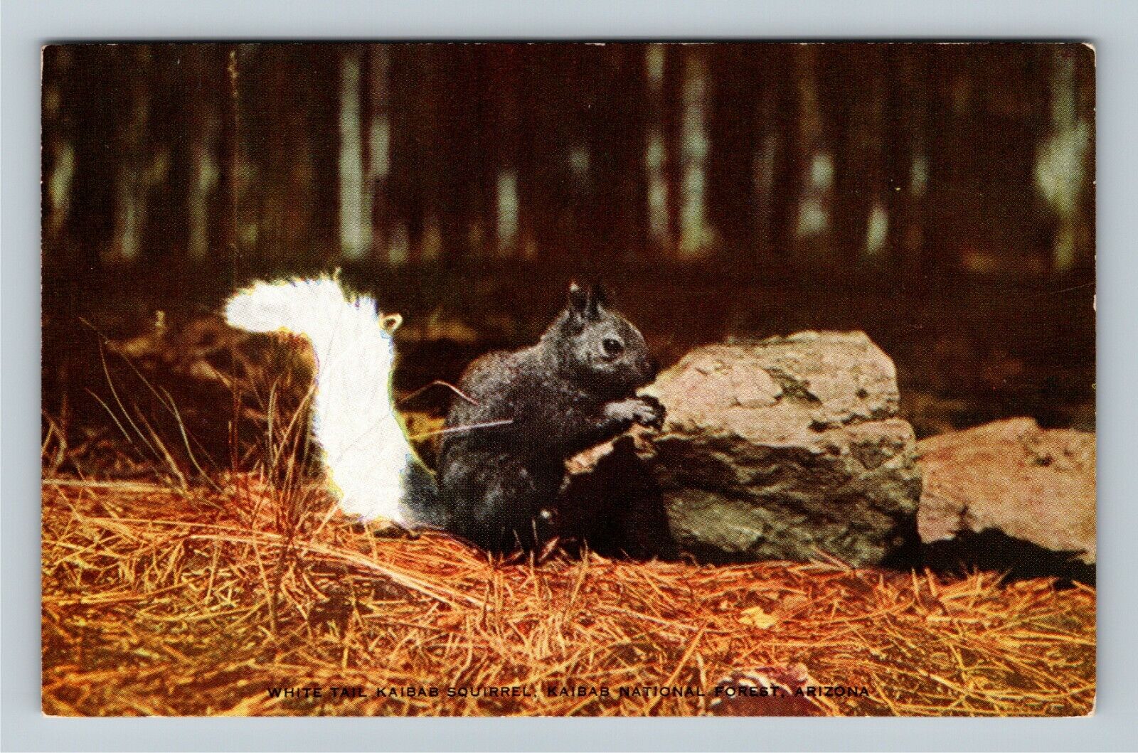 Kaibab National Forest, AZ-Arizona, White Tail Kaibab Squirrel, Vintage Postcard