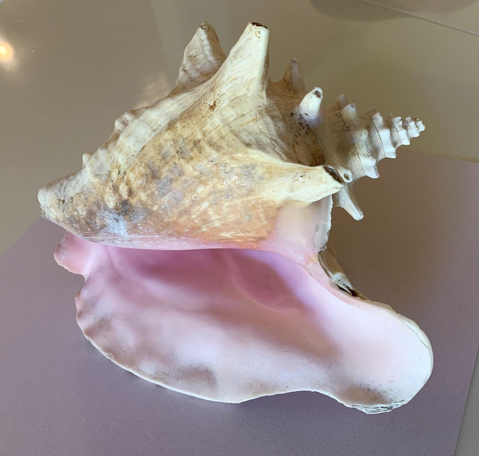 Vtg XL Natural Queen Conch Sea Shell Vibrant Pink Seashell Beach 9” x 9” 2 LBS +