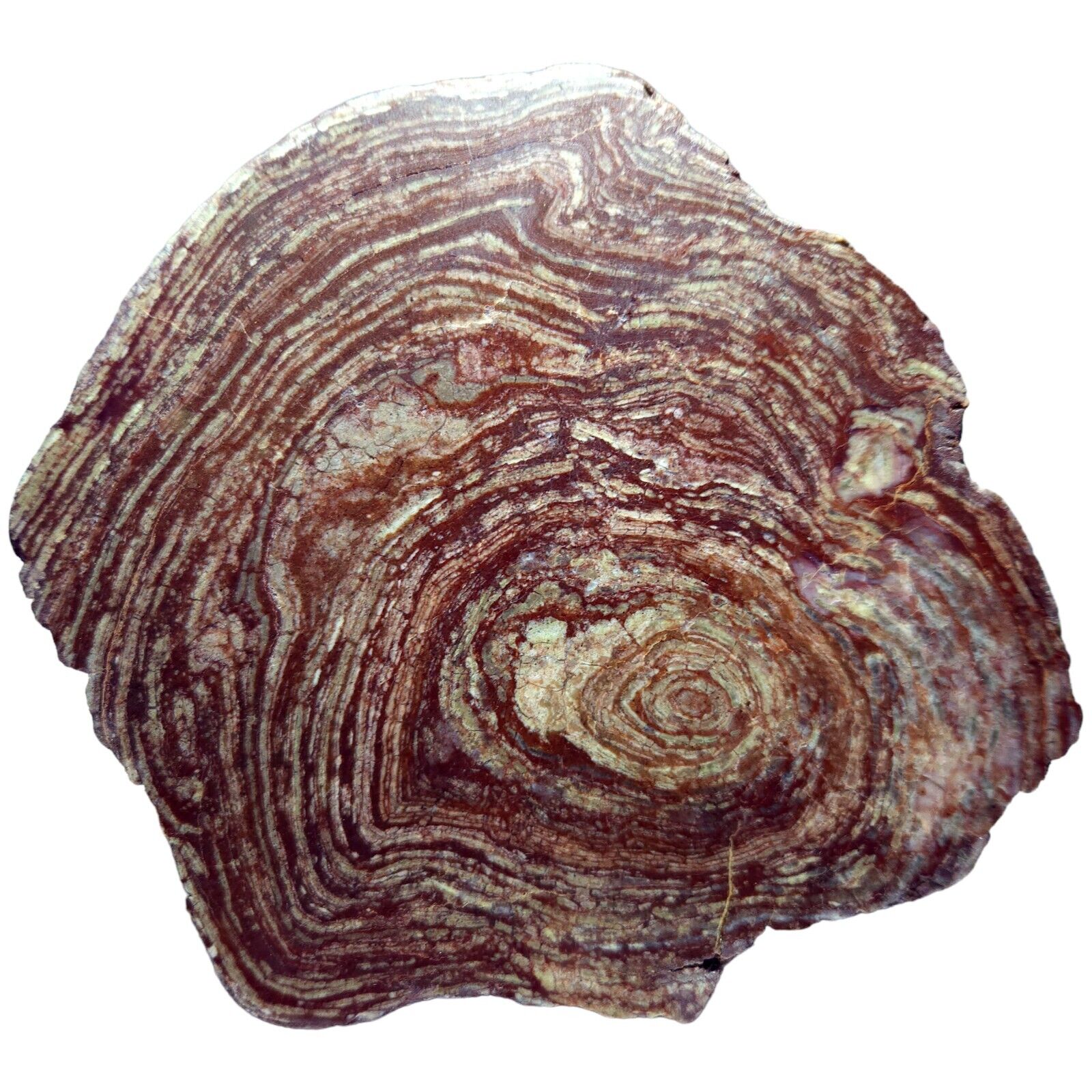 Rare Polished Neoproterozoic Ediacaran Stromatolite (Conophyton) Morocco, 1142g