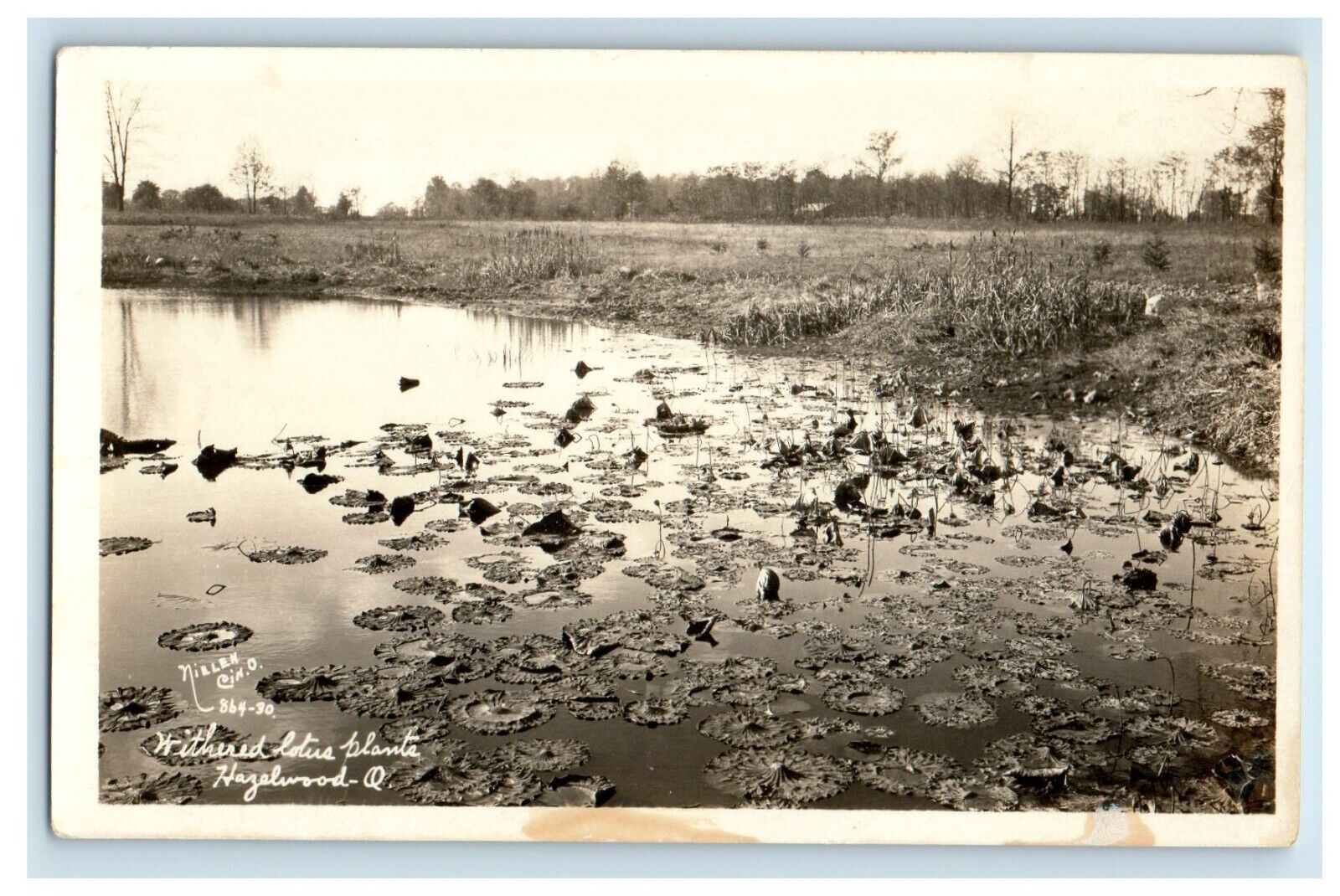 c1940's Withered Lotus Plants Hazelwood Ohio OH RPPC Photo Vintage Postcard