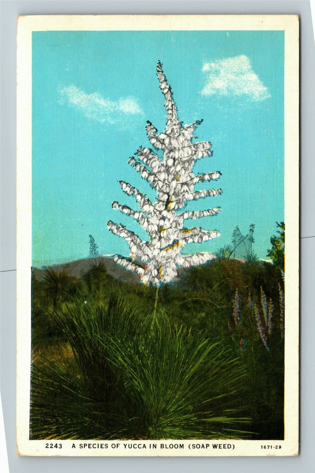 A Species Yucca In Bloom, Scenic Flowers, Vintage Postcard