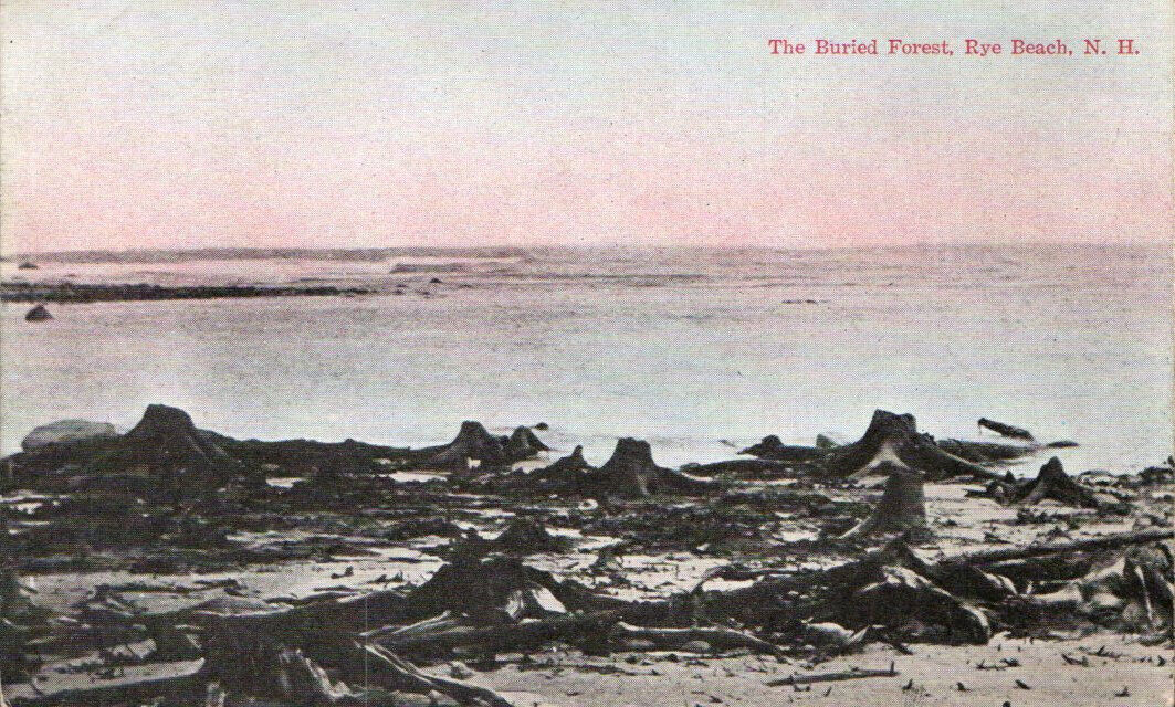 RARE C 1903 PC  THE BURIED PETRIFIED FOREST AT NORTH RYE BEACH NH