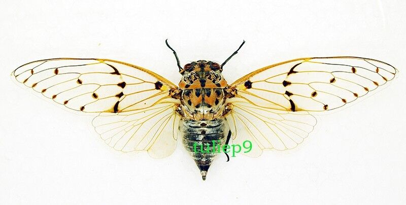 CICADA - Ayuthia Spectabile (Spread) aka Ghost Cicadas - Tapah Hills, Malaysia
