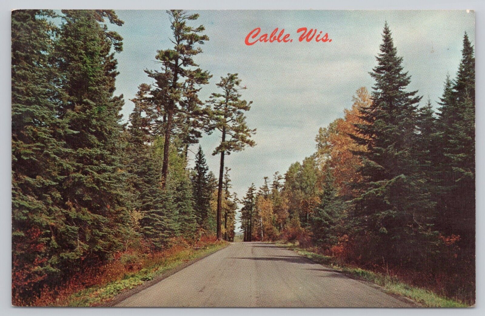 Cable Wisconsin, Birch and Pine Trees Line the Roadway, Vintage Postcard