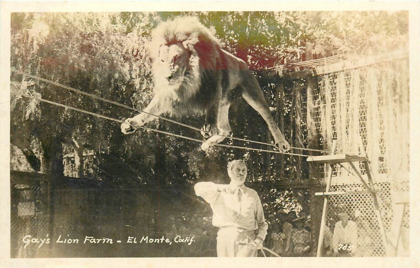 Postcard RPPC California El Monte Gay's Lion Farm 1940s CA24-815