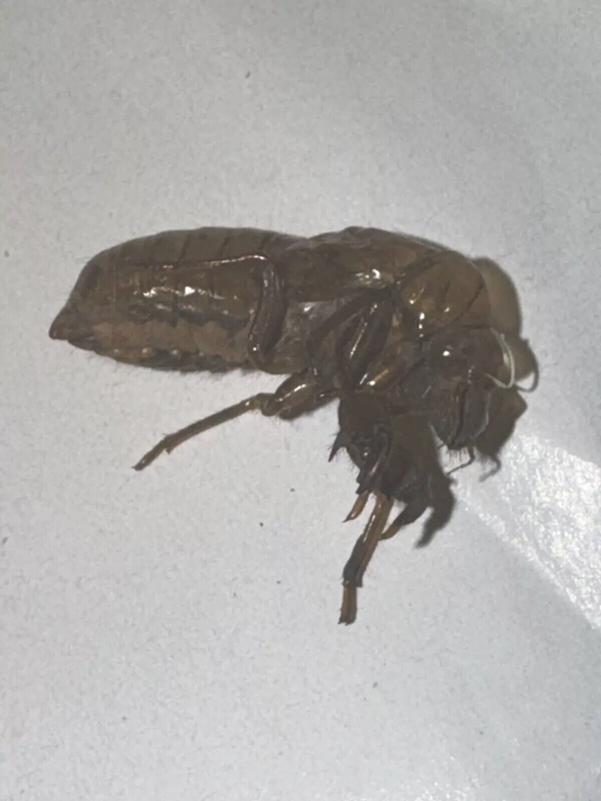 100pcs Rare 17yr Cycle Cicada Brood 2024 Molting Exoskeleton Shells Illinois
