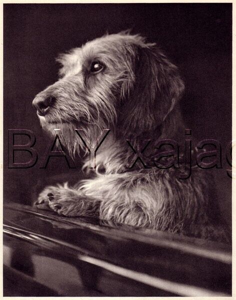 DOG Dachshund Wire-Haired Portrait, Quality Vintage 1941 Print