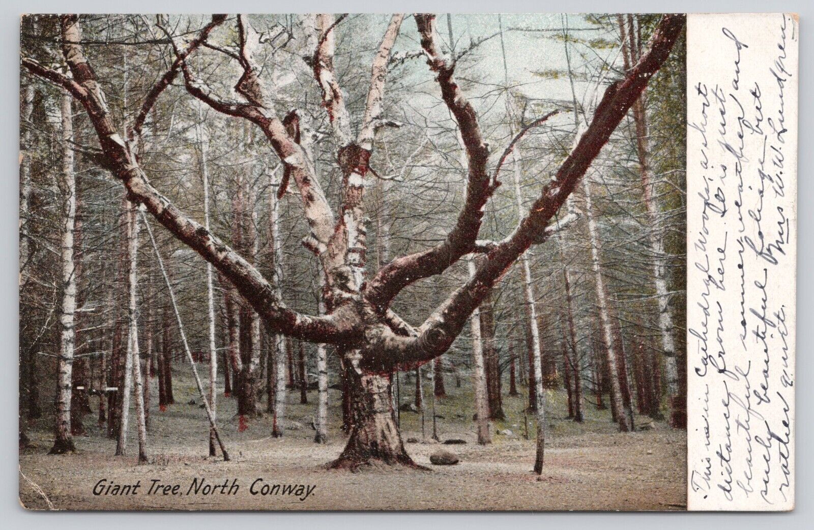 Giant Tree North Conway New Hampshire NH Antique Undivided PM 1908 Postcard